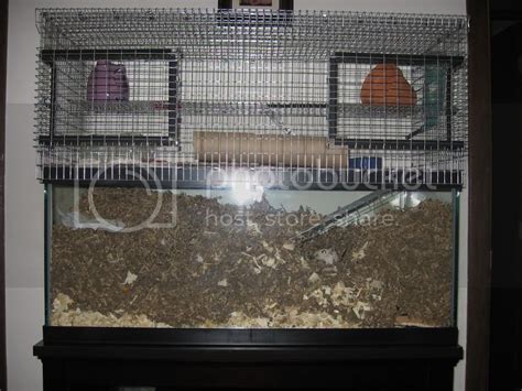 Gerbil Housing Pictures II | The Gerbil Forum