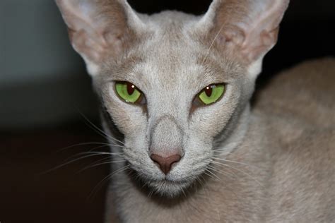 猫 緑の目 オリエンタルショートヘアー · Pixabayの無料写真