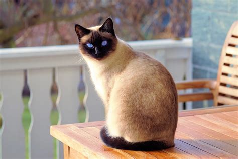 Top 10 Most Beautiful Cat Breeds In The World