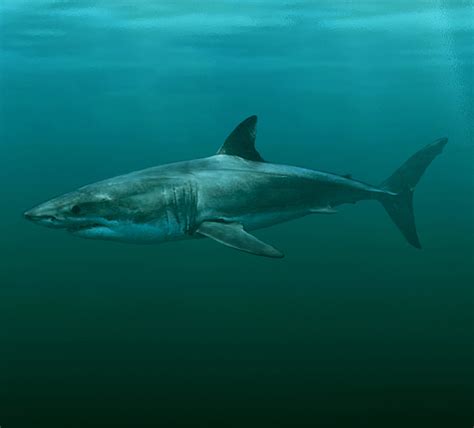 New ancient shark species gives insight into origin of great white ...