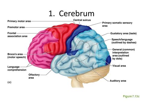 Neurological system, Brain models, Med school motivation