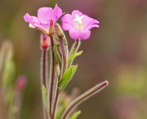 Small Flowered Willow Herb Tea Benefits | Best Flower Site