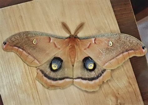 Antheraea polyphemus (Polyphemus Moth) – 10,000 Things of the Pacific ...