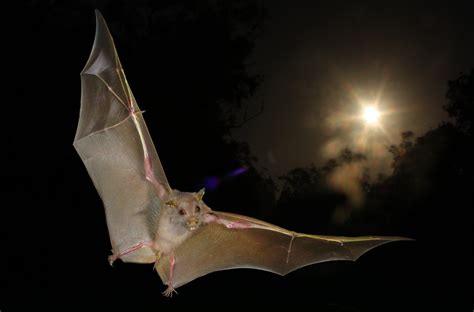 Some Bats Use Their Wings to Navigate in the Dark - Newsweek