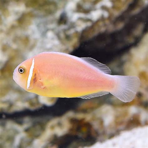 Pink Skunk Clownfish: Saltwater Aquarium Fish for Marine Aquariums