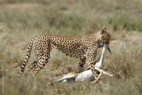 Cheetah with Prey Stock Photo | Adobe Stock