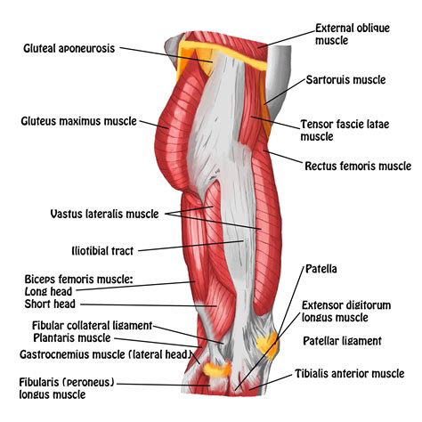 Muscles of Hip and Thigh - Lateral View - Full Circle School of Massage ...