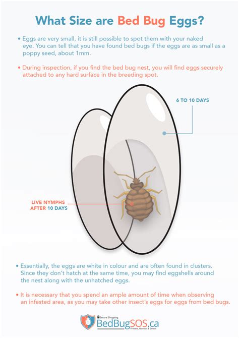 What Size are Bed Bug Eggs?– Bed Bug SOS