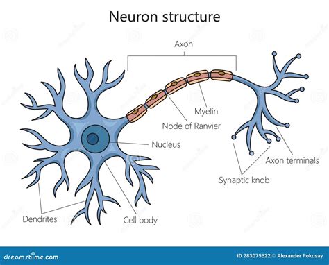 Neuron Structure Diagram Medical Science Stock Vector - Illustration of ...