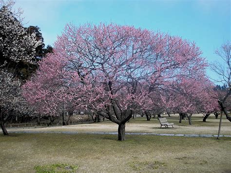 "Plum blossom tree" by KellyThomas | Redbubble