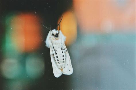 Moth Pupa: What Do They Look Like, When Do They Hatch And More! | Kidadl