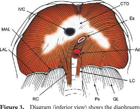 The diaphragmatic crura and retrocrural space: normal imaging ...