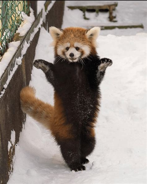 red panda in the snow : r/Eyebleach