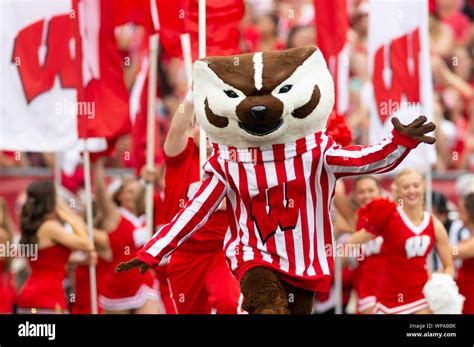 Wisconsin badgers mascot bucky badger hi-res stock photography and ...