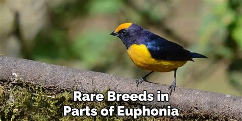 Euphonia Spiritual Meaning, Symbolism and Totem | Explanation