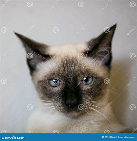 Thai cat selfie stock photo. Image of lifestyle, animal - 65517666