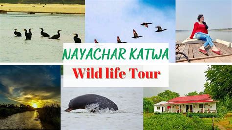 Wildlife Tour At Nayachar Katwa - নয়াচর ভ্রমণ ।। #wildlife - YouTube