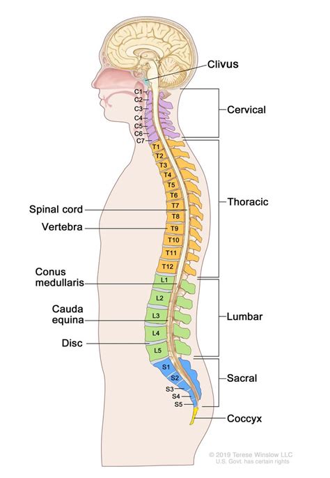 Childhood Chordoma - NCI