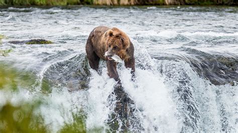 Katmai National Park weather and climate ☀️ Snow conditions ️ Best time ...