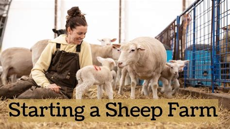 How We Started Our Sheep Farm FROM SCRATCH!! (& Tips For Beginners ...