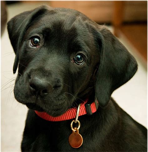 Black Lab Puppy Wallpapers - Wallpaper Cave