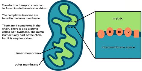 Mitochondria Electron Transport Chain