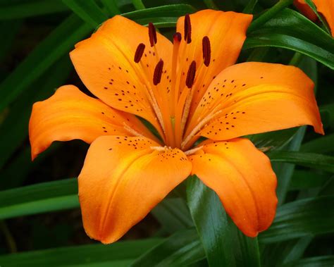 Tiger Lily Flower Pictures - Beautiful Flowers