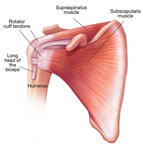 Rotator Cuff Shoulder Anatomy Supraspinatus Muscle Rotator Cuff | Porn ...