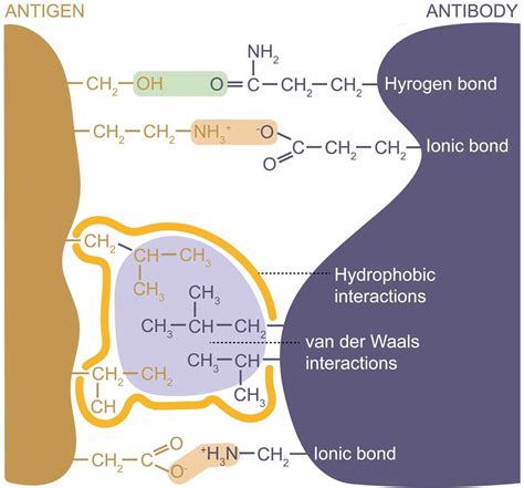 Antigen-Antibody Complex Structure - Creative Biostructure