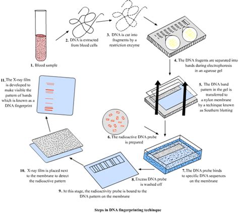 Steps of DNA Fingerprinting - DNA FINGERPRINTING