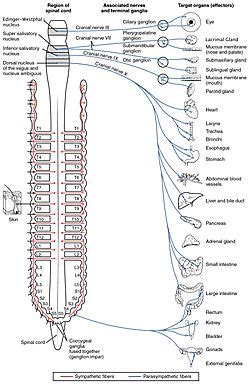 Parasympathetic nervous system Facts for Kids