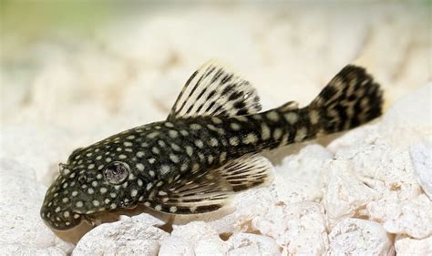 Bristlenose Pleco Guide: Info, Size, Colors & Pictures - Everything ...