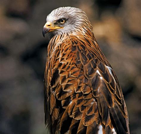 Hawk | Types, Diet, & Facts | Britannica