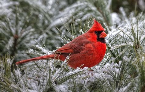 Cardinals in Winter Desktop Wallpaper - WallpaperSafari