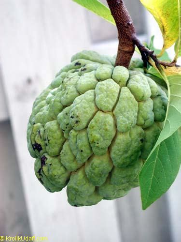 Sugar Apple varieties