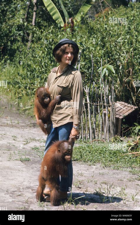 birute galdikas, 1965 Stock Photo - Alamy