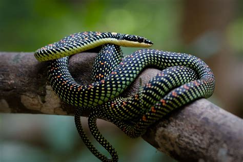 5 Headed Snake In Kerala