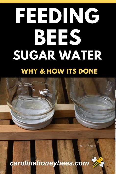 Feeding Bees Sugar Water- A Complete Guide - Carolina Honeybees ...