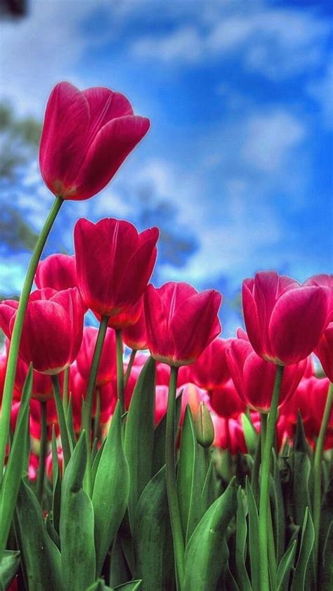 Tulip Wallpaper For Iphone Find over 100 of the best free tulip images