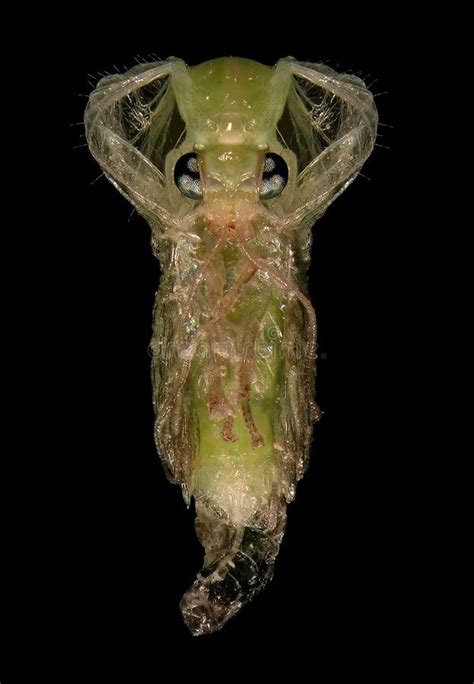 Green Lacewing. Pupa stock photo. Image of predator - 251575856