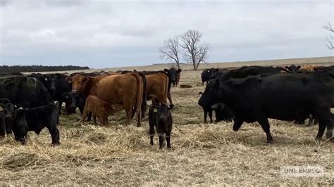 Cow/Calf Operations Continue at the Eastern Nebraska Research and ...