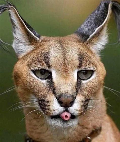 Is it Legal to have a Caracal Cat as a Pet? - Catman