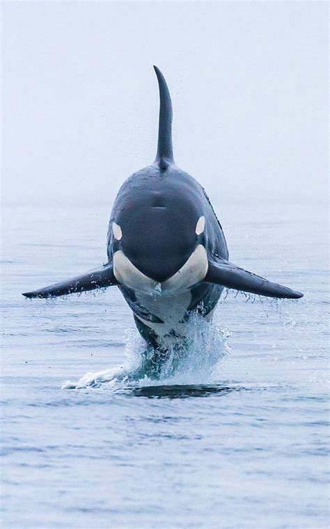 Breaching Killer Whale Photograph by Ken Rea - Spirit Of Orca - Pixels