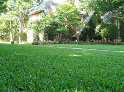 Lawn Spotlight: St. Augustine Grass - Soil Alive