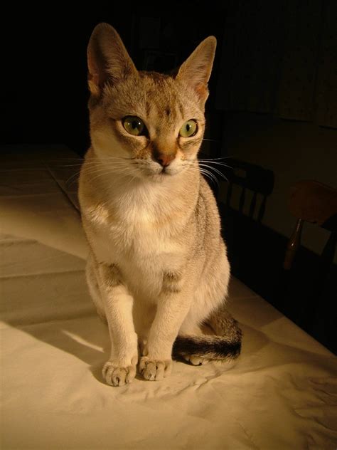 Singapura Cat Breed Info, History, Personality, Kittens, Pictures