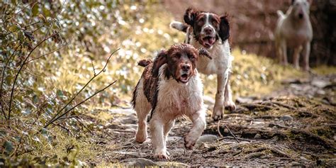 Dog friendly Peak District cottages - Hayloft and Byre - Book online