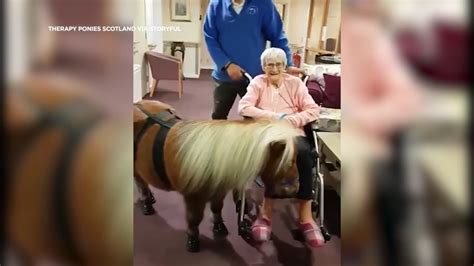 Miniature Shetland pony makes grandmother's day at a care home - ABC7 ...