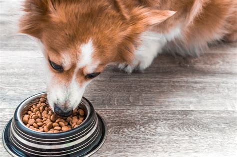 Best Dry Dog Food: The Scoop on 6 Top Picks | Great Pet Care