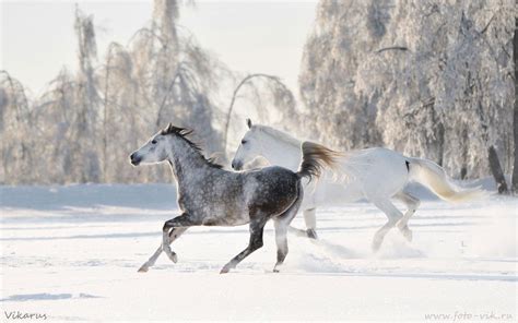 Horses in Snow Wallpapers - Top Free Horses in Snow Backgrounds ...