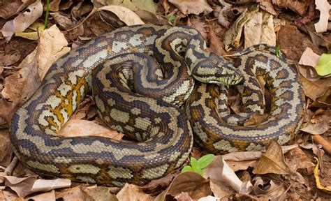 Carpet Python - ClimateWatch Australia- Citizen Science App